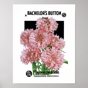 Die Knopf-Samen-Paket-Aufkleber des Junggesellen Poster