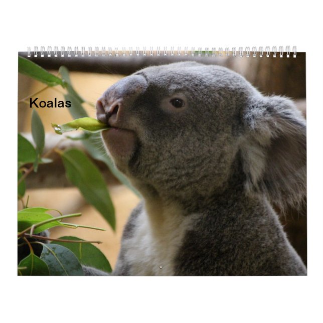 Die Koalas Kalender (Titelbild)