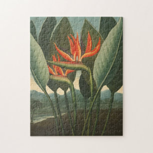 'Die Königin (Paradiesvogel)'