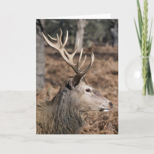 Die königlichen Hirsche im Richmond Park, London, Karte