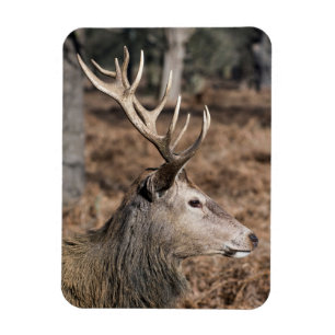 Die königlichen Hirsche im Richmond Park, London, Magnet