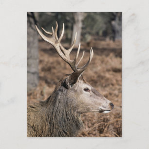 Die königlichen Hirsche im Richmond Park, London, Postkarte