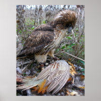 Die Kunst der Falconry: Roter Schwanz-Hawk auf Fas