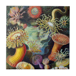 Die Kunst der Natur von Ernst Haeckel Fliese