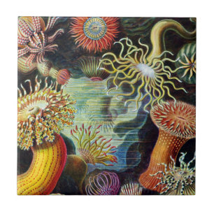 Die Kunst der Natur von Ernst Haeckel Keramikflies Fliese