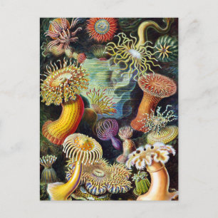 Die Kunst der Natur von Ernst Haeckel Postkarte
