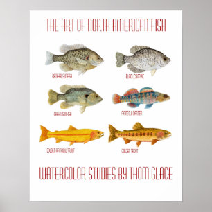 Die Kunst der nordamerikanischen Fische Poster
