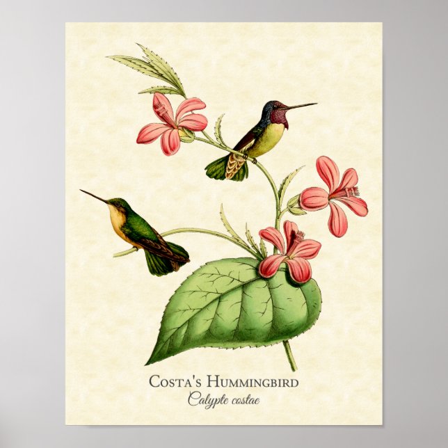 Die Kunst von Costa Hummingbird Poster (Vorne)