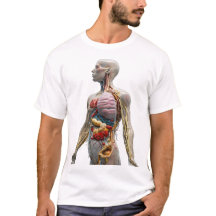 Die künstlerische Anatomie: Die Aufdeckung der Kom