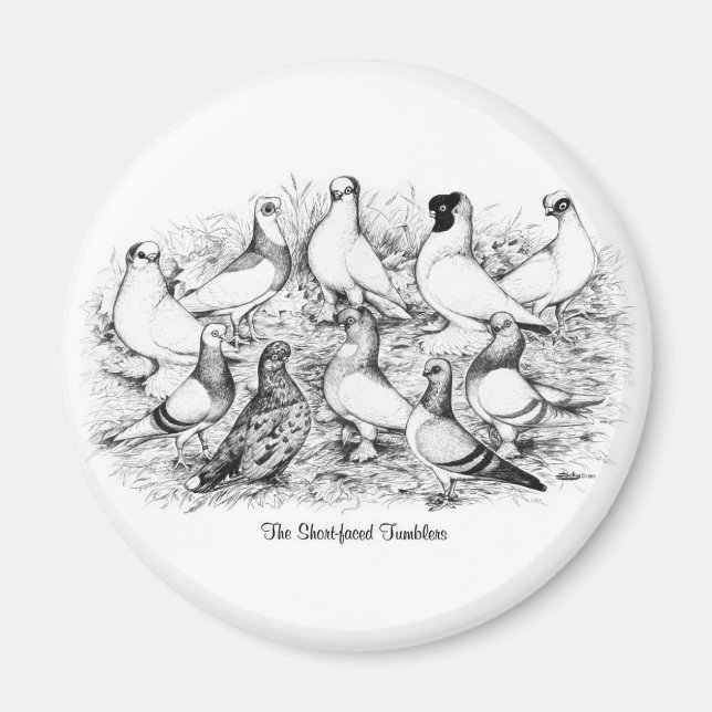 Die Kurzen Tumbler-Tauben Magnet (Vorne)