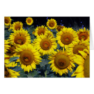 Die lächelnden Gesichter der Sonnenblume-… Natur