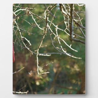 Die Laterne Fotoplatte