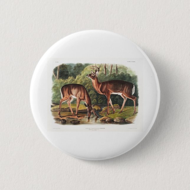 die lebendgebärenden Vierbeiner von John James Aud Button (Vorderseite)