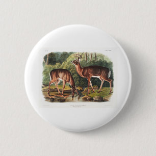 die lebendgebärenden Vierbeiner von John James Aud Button