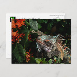 Die lebendige Iguana Post Card, US-Jungfrau Postkarte