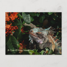 Die lebendige Iguana Post Card, US-Jungfrau
