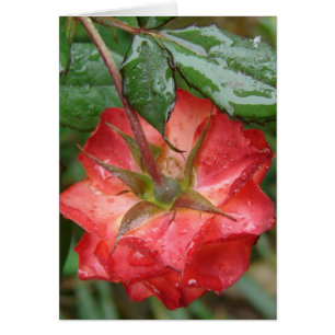 Die letzte Rose