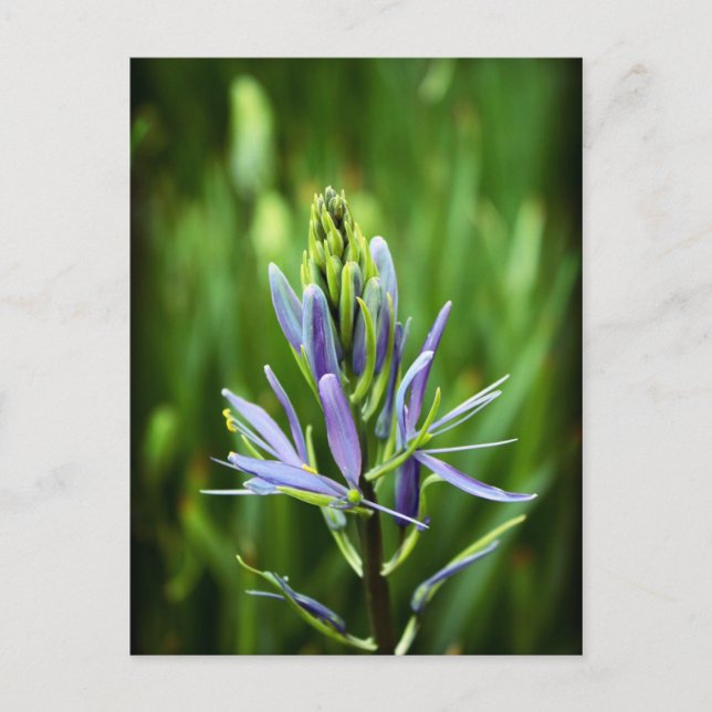Die Lila Farbe Postkarte (Vorderseite)