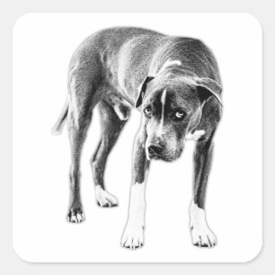 Die Look: Moody Pitbull Mix Quadratischer Aufkleber