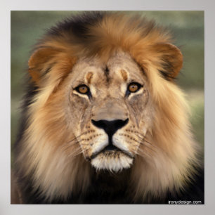 Die Löwen Poster
