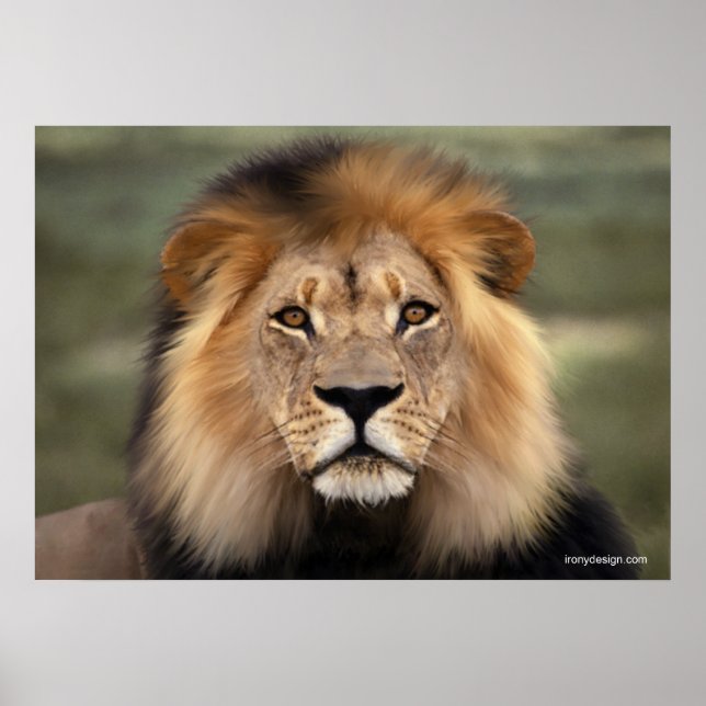 Die Löwen Poster (Vorne)