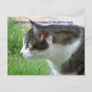Die lustige Postkarte: Katze beobachtet Donald Tru Postkarte