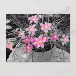 Die magische Fairy-Lily-Postkarte Postkarte