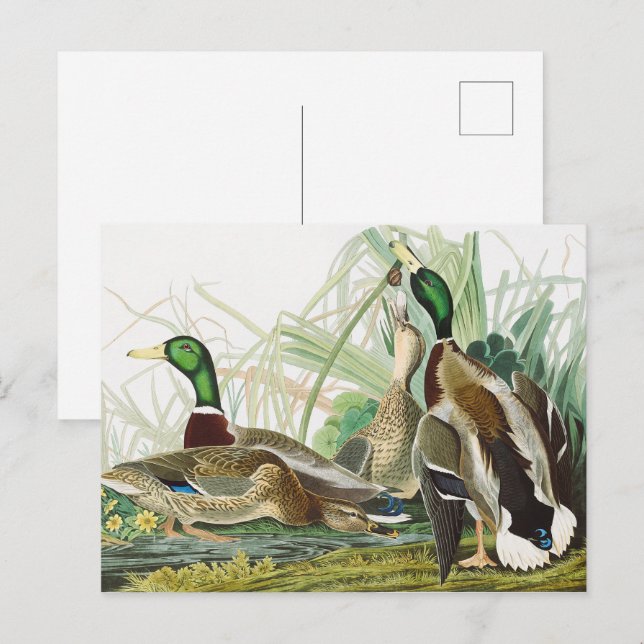 Die Mallard Duck Audubon Bird Malerei Postkarte (Vorne/Hinten)