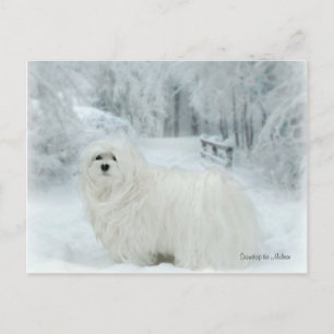 Die maltesische Postkarte schneebergen