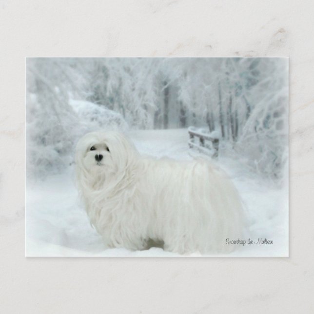Die maltesische Postkarte schneebergen (Vorderseite)