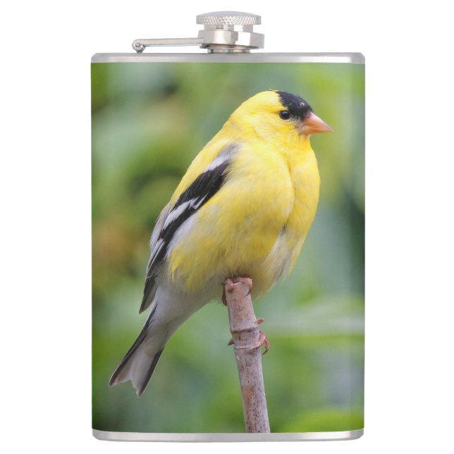 Die männliche amerikanische Goldfinch auf dem Bamb Flachmann (Vorderseite)