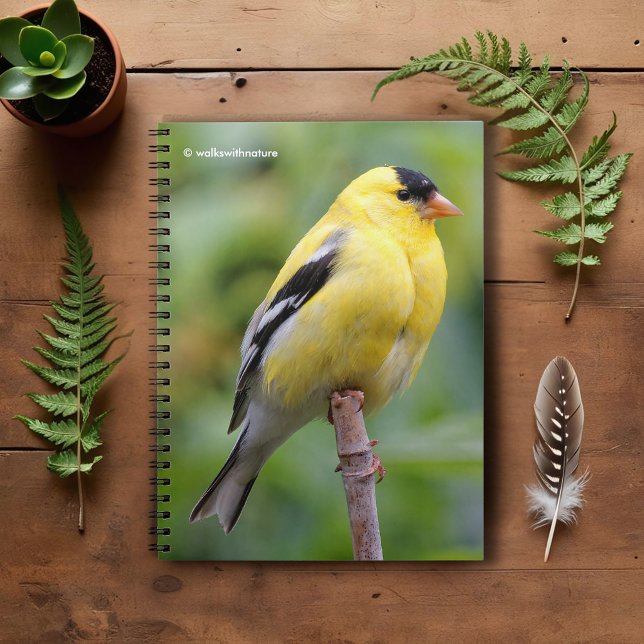 Die männliche amerikanische Goldfinch auf dem Bamb Notizblock (American Goldfinch on the Bamboo Pole Journal Cover Photo)