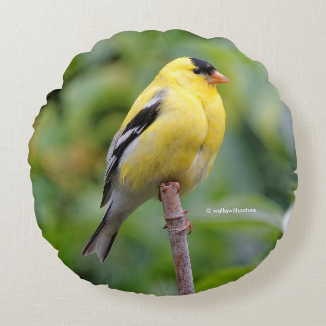 Die männliche amerikanische Goldfinch auf dem Bamb Rundes Kissen (Vorderseite)