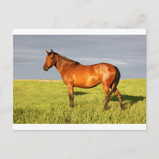 Die Mare Bay Postkarte