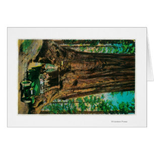 Die Mariposa große Baum-Waldung, Yosemite