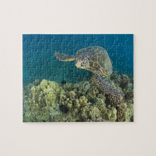 Die Meeresschildkröte (Chelonia mydas) ist die zwe (Horizontal)