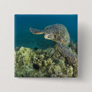Die Meeresschildkröte (Chelonia mydas) ist die zwe Button