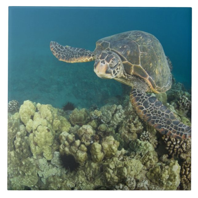 Die Meeresschildkröte (Chelonia mydas) ist die zwe Fliese (Vorderseite)
