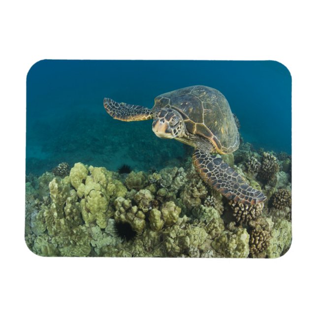 Die Meeresschildkröte (Chelonia mydas) ist die zwe Magnet (Horizontal)
