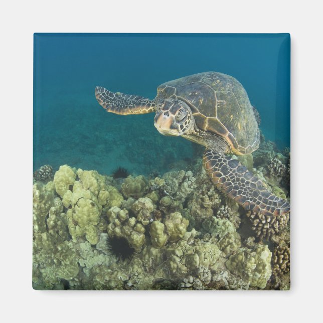 Die Meeresschildkröte (Chelonia mydas) ist die zwe Magnet (Vorne)