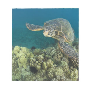 Die Meeresschildkröte (Chelonia mydas) ist die zwe Notizblock