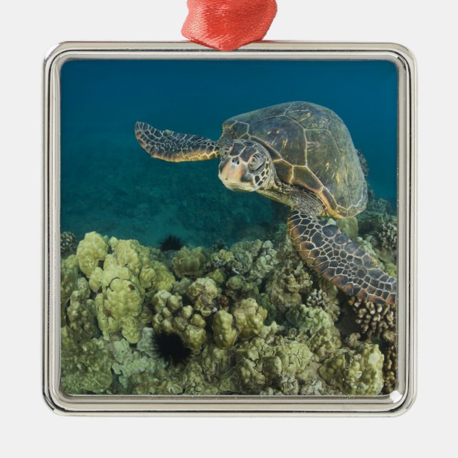 Die Meeresschildkröte (Chelonia mydas) ist die zwe Ornament Aus Metall (Vorne)