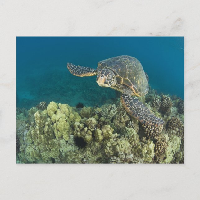Die Meeresschildkröte (Chelonia mydas) ist die zwe Postkarte (Vorderseite)