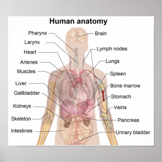 Die Menschliche Anatomie Poster Zazzle Ch