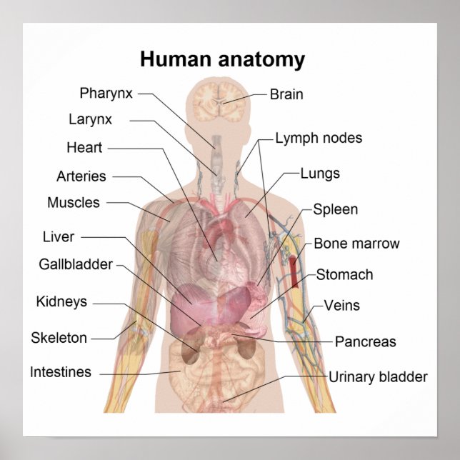 Die menschliche Anatomie Poster (Vorne)