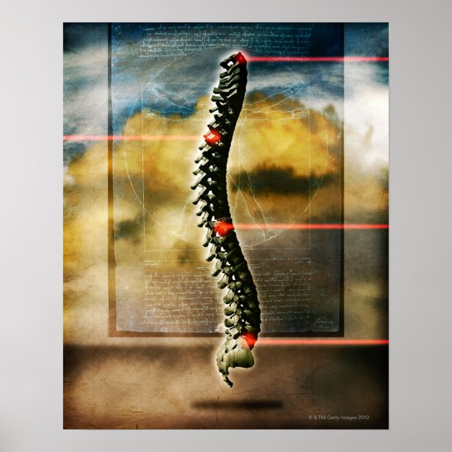 Die menschliche Wirbelsäule Poster (Vorne)