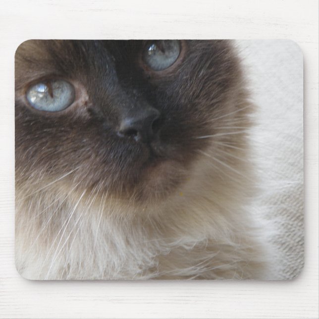 Die Miezekatze Mousepad des blauen Auges (Vorne)