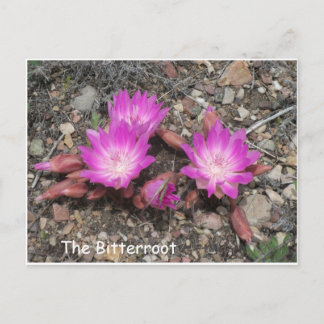 Die Montana Bitterroot: Gottes liebste Blume Postkarte