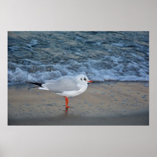 Die Möwe am Strand Poster