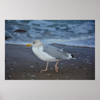 Die Möwe